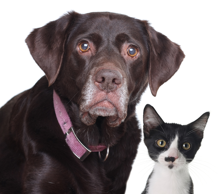 Covert Surveillance with Four-legged Furry Spies